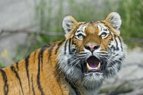 The Amur tiger showed its fangs