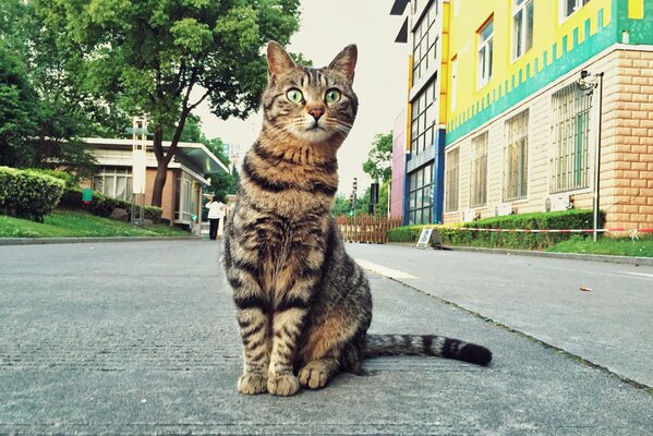 Cat on the street tiger coloring