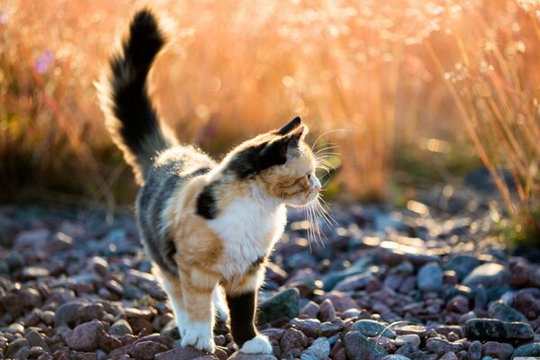 Tricolor cat on a walk