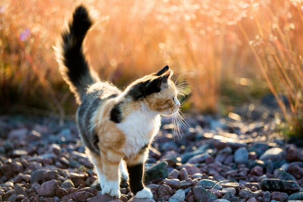 Chat tricolore sur une promenade