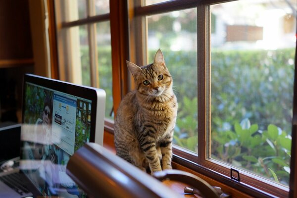 The cat is sitting near the computer on the window