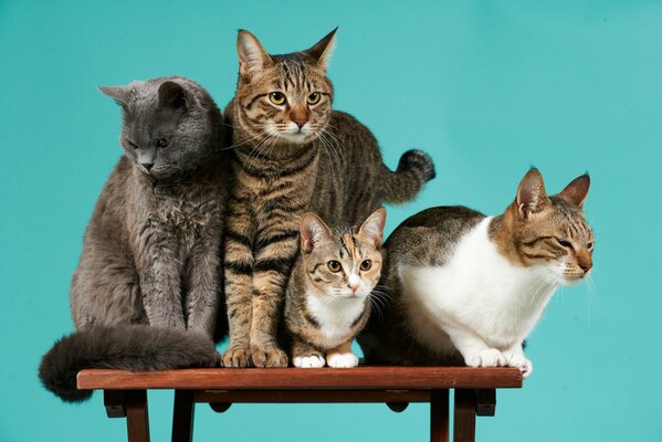 The company of cats sitting on a chair