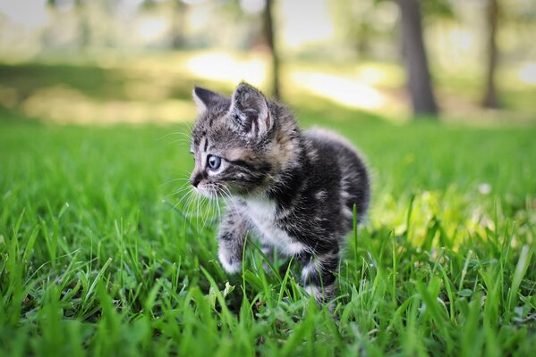 Grey kitten on the grass in summer