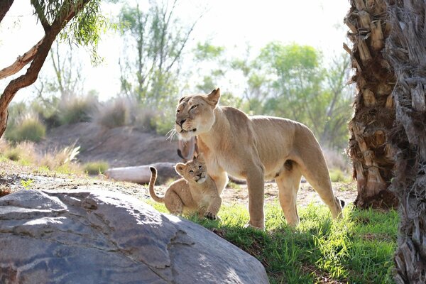 Löwenbaby mit seiner Mutter Löwin unter natürlichen Lebensbedingungen