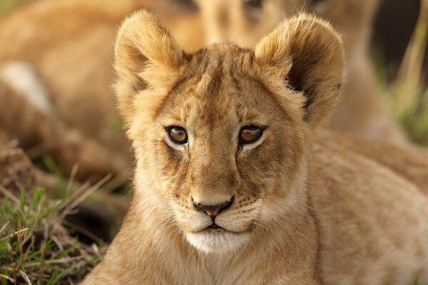 Le regard intelligent d une jeune lionne