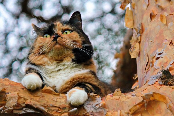 Chat multicolore sur l arbre