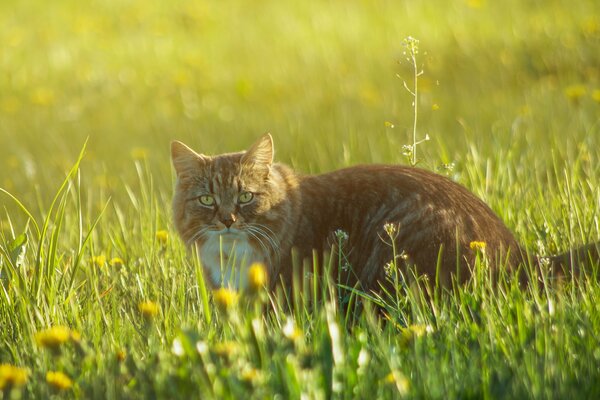 Rote Katze im Gras mit Blumen