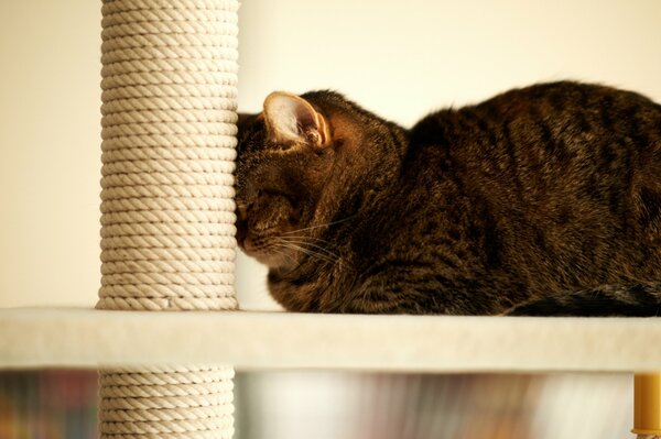 Schlummernde Katze in der Nähe des Fingernagels