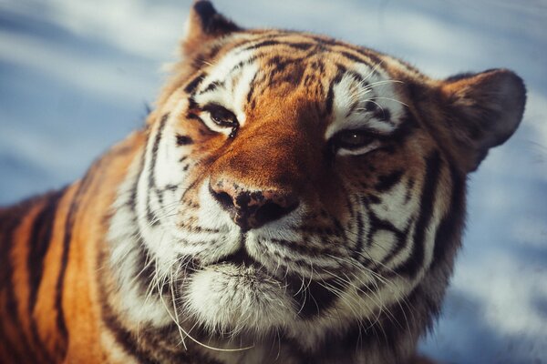 Vista del predatore. Tigre dell Amur