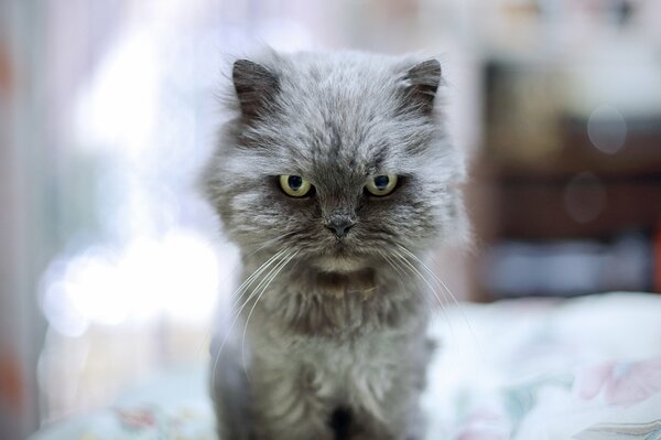 Gato peludo enojado en un fondo borroso