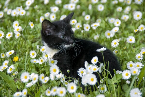 Schwarzes und weißes Kätzchen in Gänseblümchen