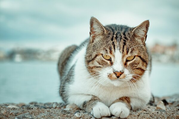 A huge cat is lying on the rocks