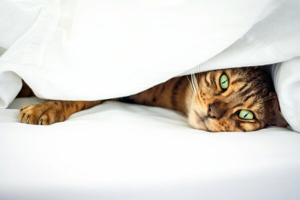 Зеленые глаза полосатого котика