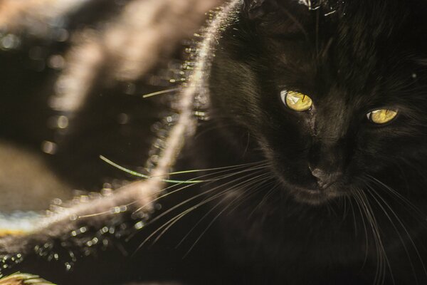 Bella vista del gatto nero