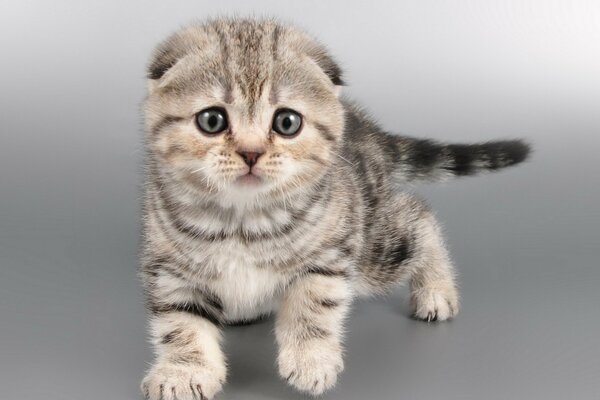 A kitten on a gray background