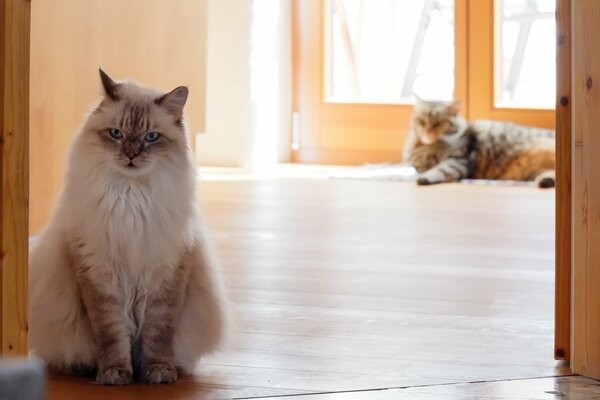 Dos gatos yacen en el Suelo