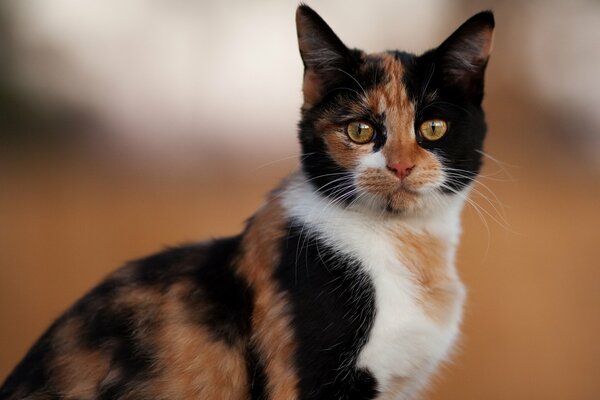 Multicolored cat with yellow eyes