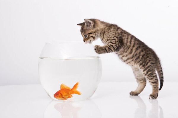 Kätzchen mit Aquarium mit Goldfisch auf weißem Hintergrund