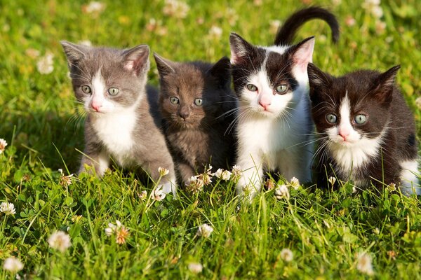 Cuatro gatitos en un paseo por el césped
