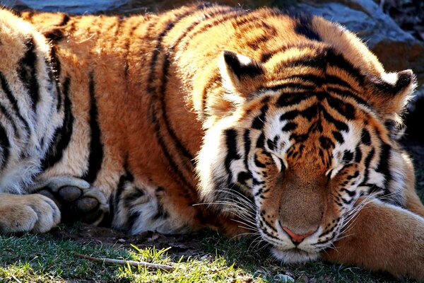 Schlafender Tiger auf einer Sonnenlichtung