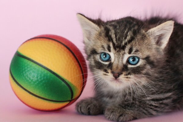 Chaton avec une balle jouet