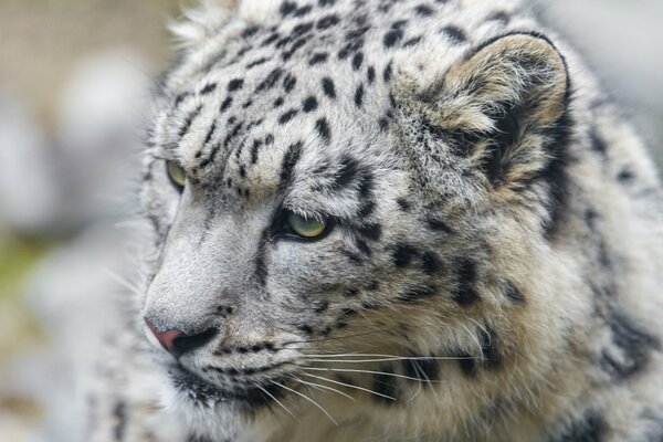 Leopardo delle nevi bianco con macchie