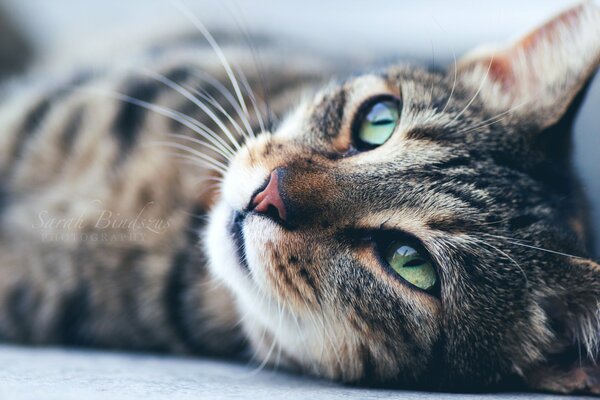 Green-eyed striped cat muzzle in the frame