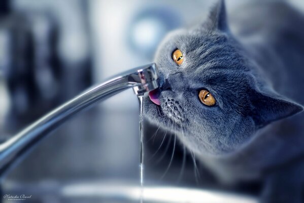 The cat caresses the tap water