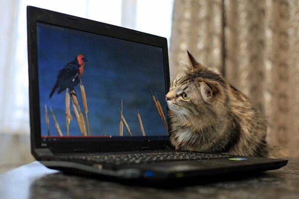 Un gato Mira a una víctima inalcanzable