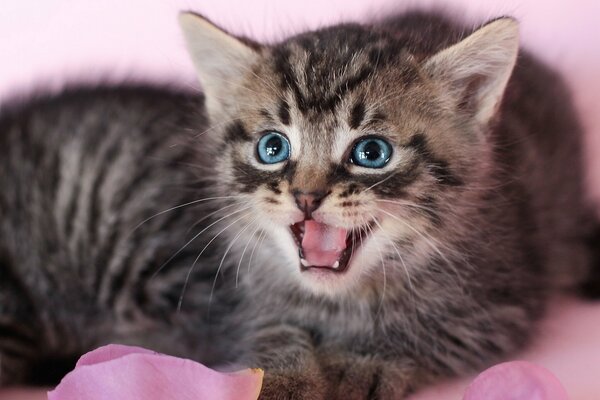 Chaton rayé aux yeux bleus grésille