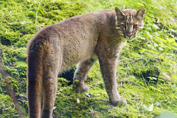 Eine goldene Katze steht auf dem Rasen