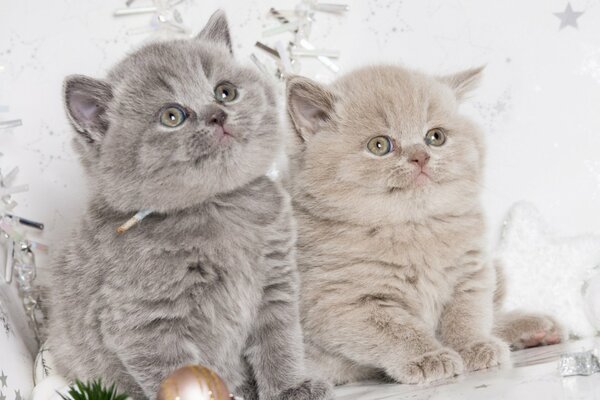 Cuties gemelli in sfondo di Capodanno