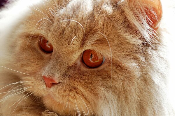 Chat roux avec des yeux de feu