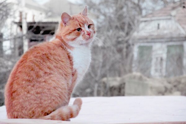 Gato rojo en la ciudad de invierno