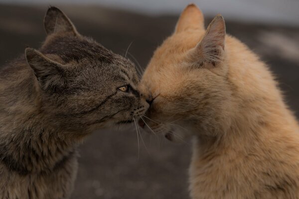 Grey cat washes red