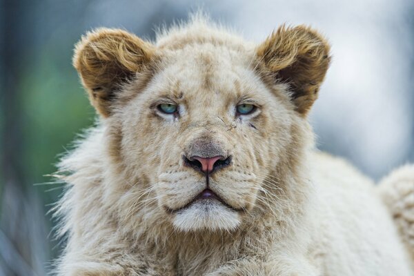 Серьёзная морда белого льва
