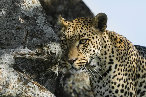 A leopard with a long mustache looks into the distance