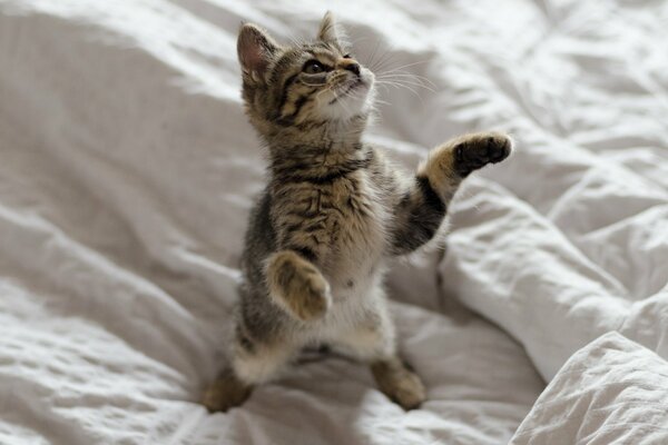 A small kitten is standing in a rack