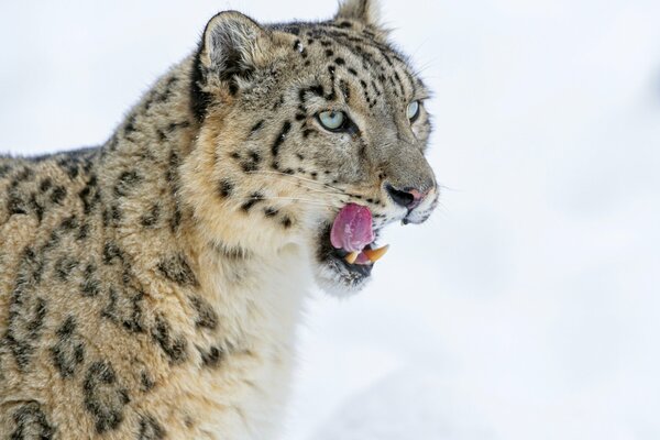Big fanged snow cat