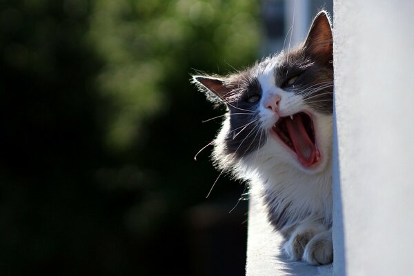 The face of a yawning cat on the balcony