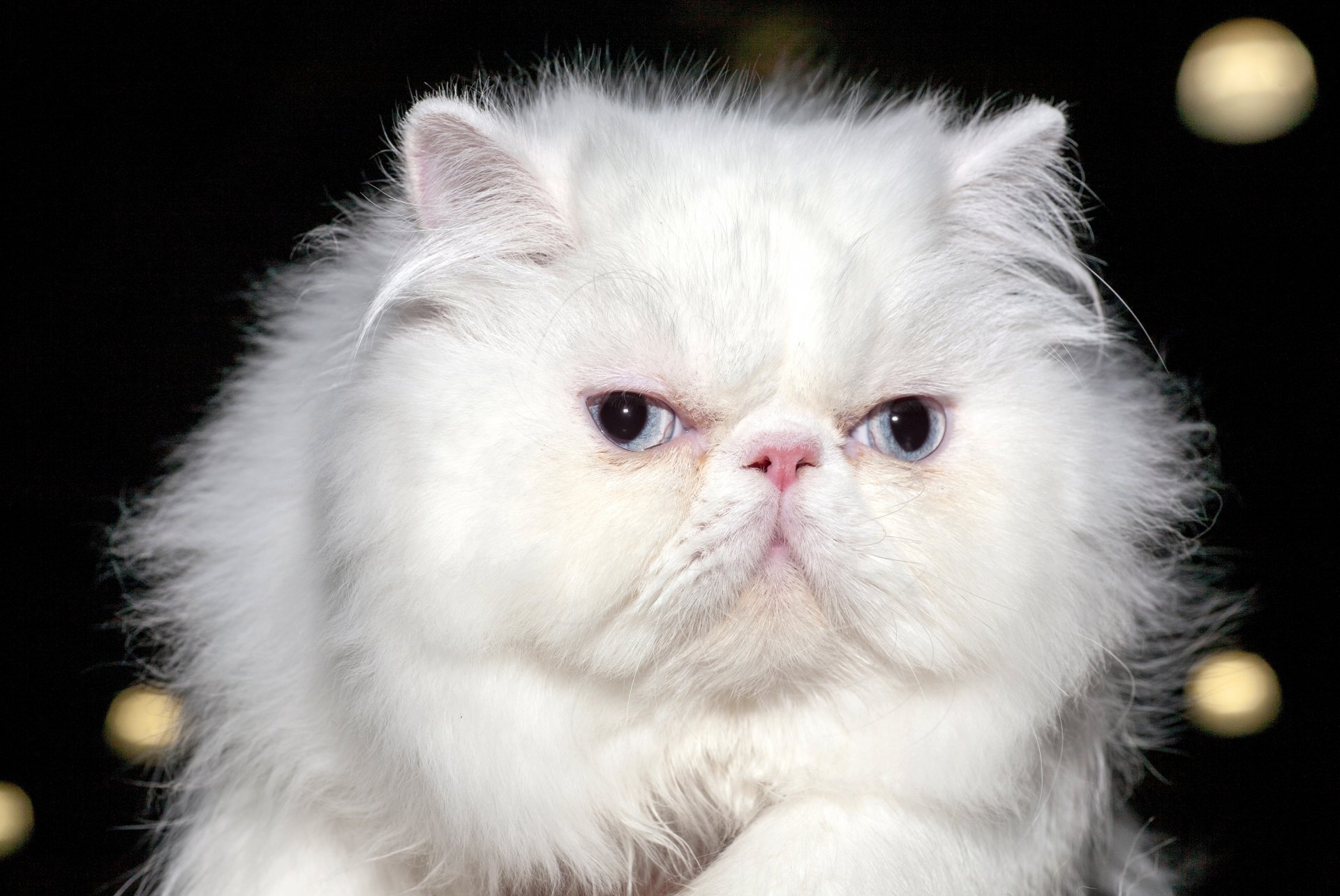 cat persian white furry eyes view background blur