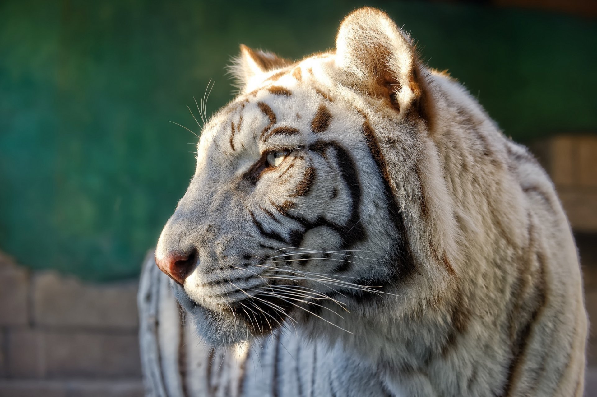 weißer tiger wildkatze raubtier schnauze profil