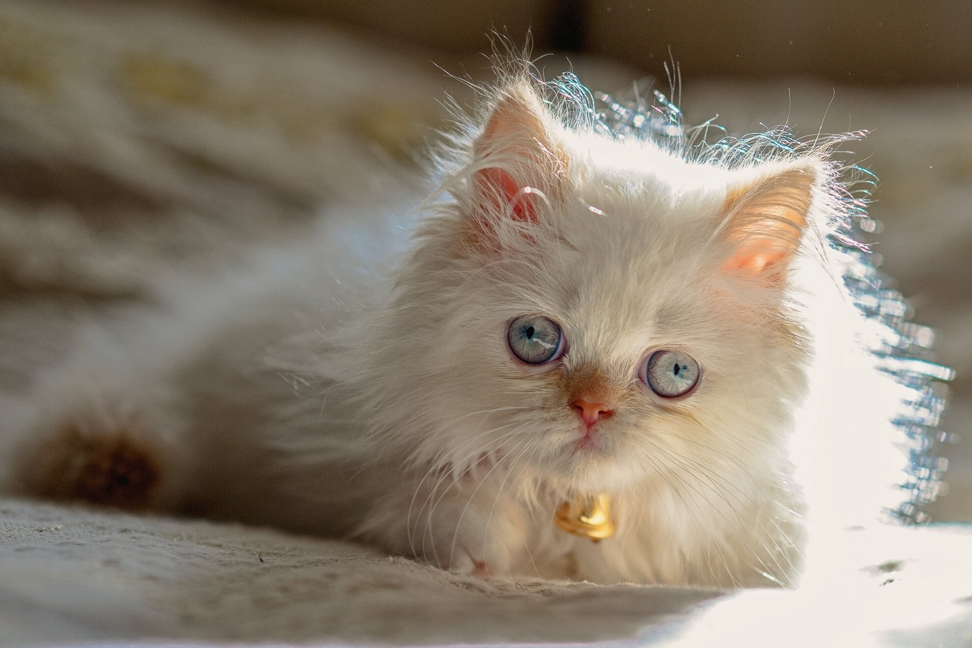 gatto himalayano punto di colore persiano gatto occhi azzurri