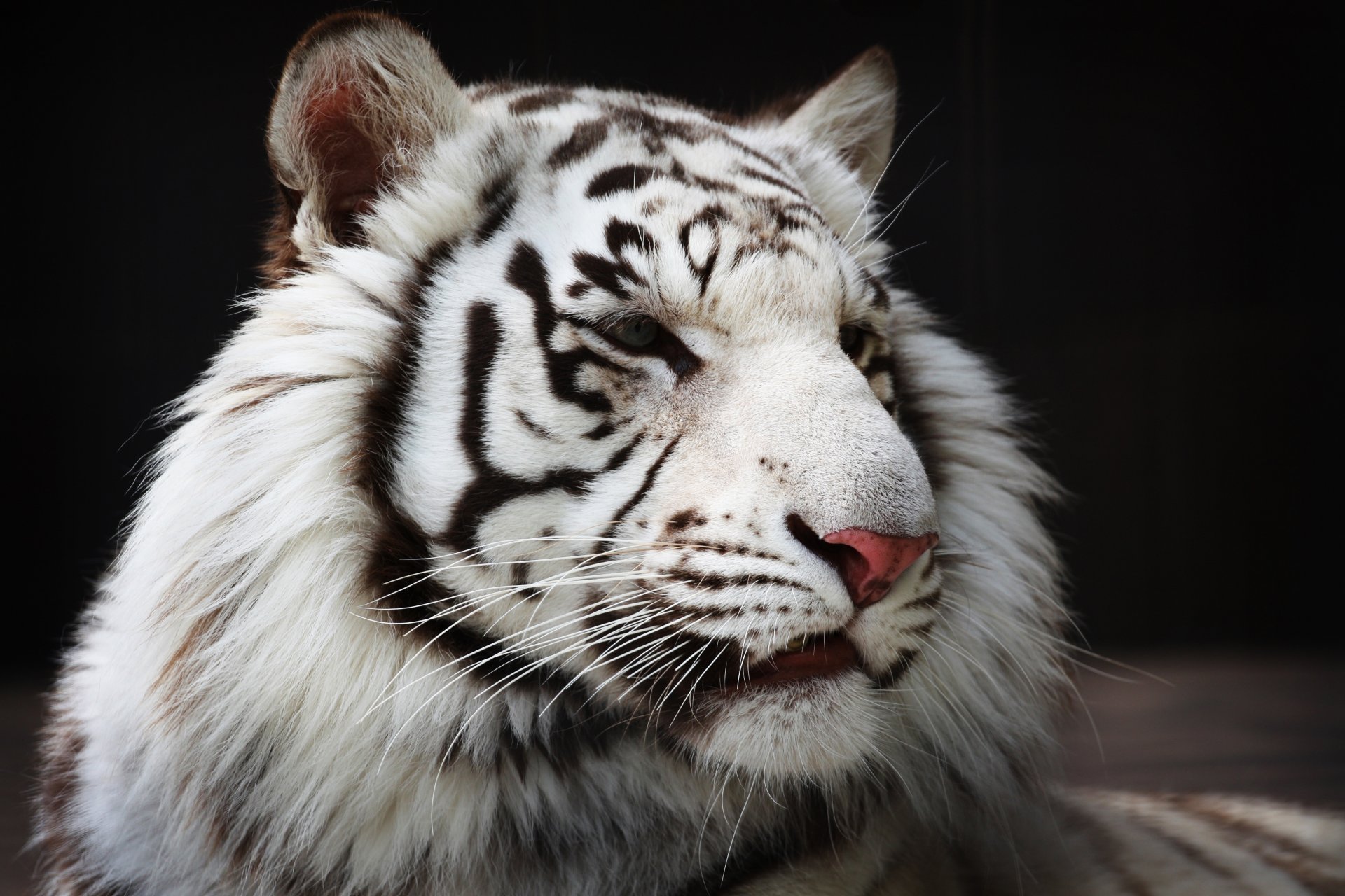 tigre blanc chat sauvage prédateur museau fourrure