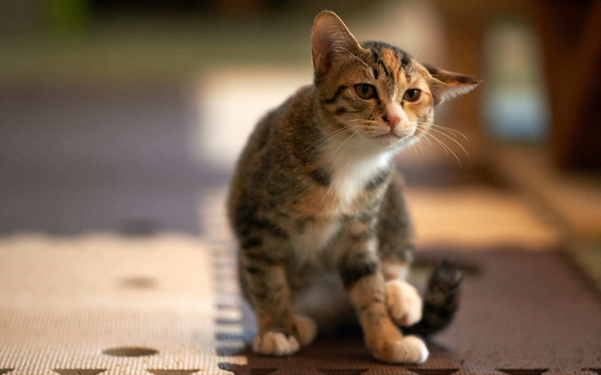 chat vue maison