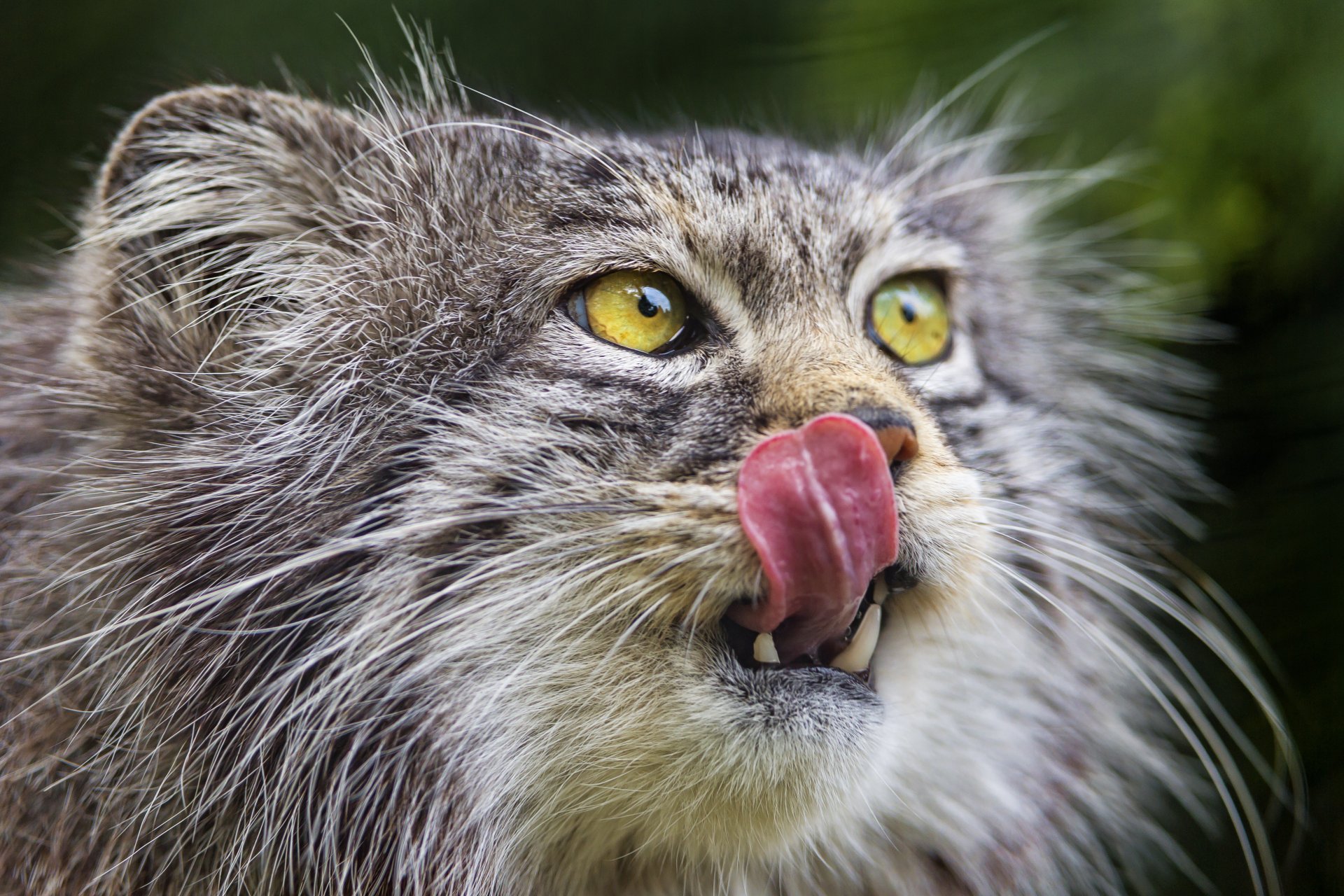 manul katze schnauze zunge ©tambako der jaguar