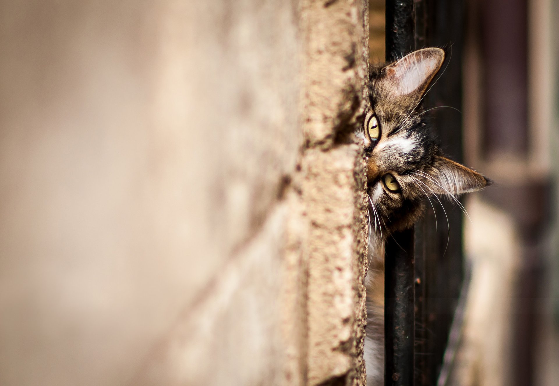 cat cat kote muzzle peeping looking wall