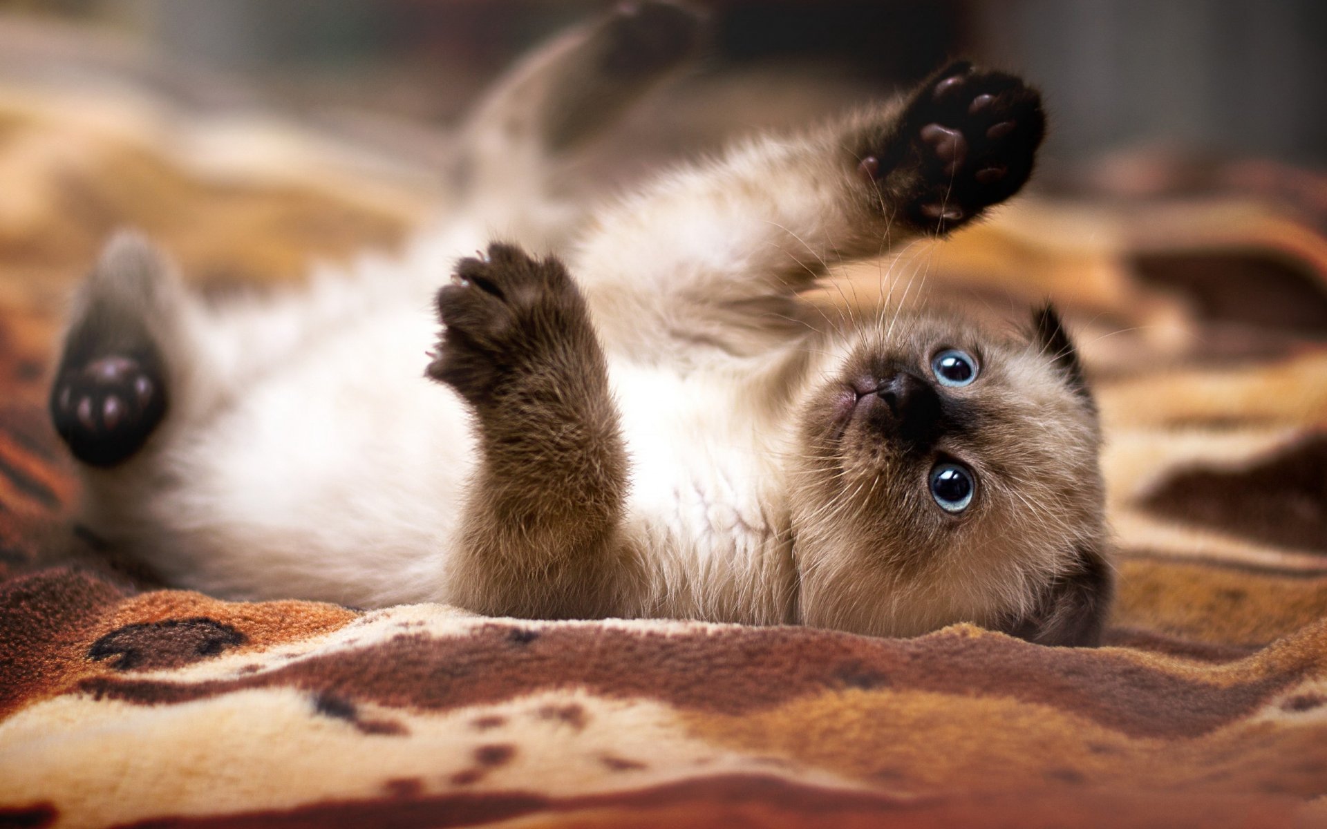 hd hintergrundbilder kätzchen nyasha verspielte stimmung pfoten krallen siamesische katze