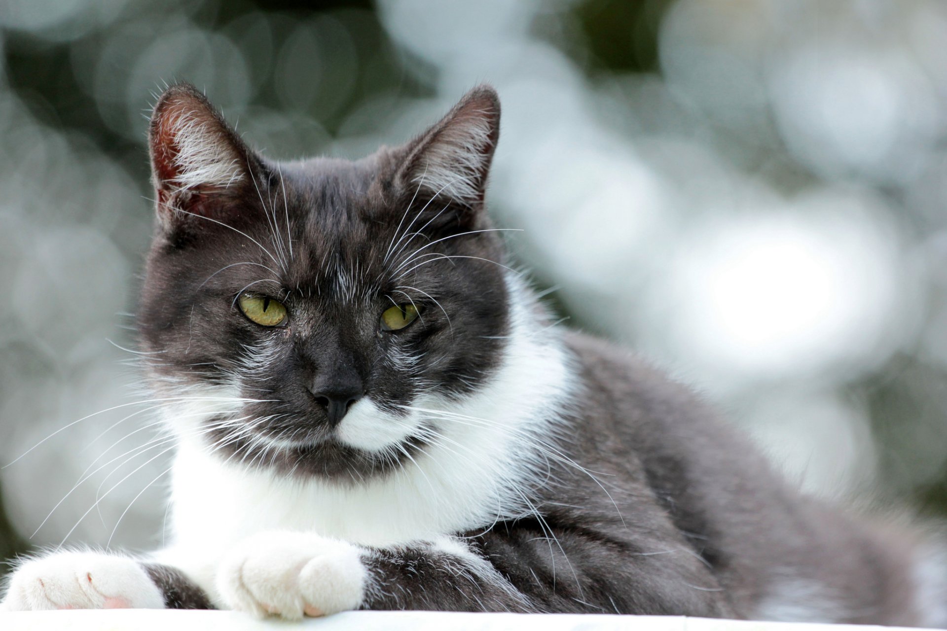 gatto gatto bianco-nero vista sfondo abbagliamento