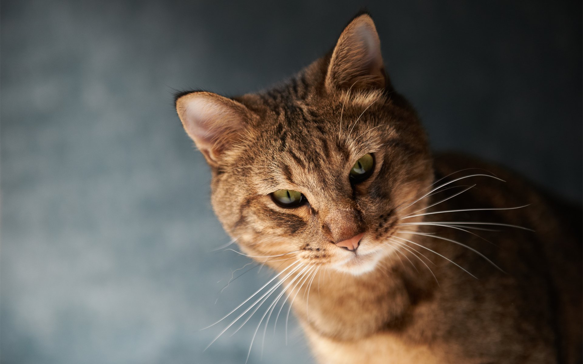 katze schnauze schnurrbart hintergrund